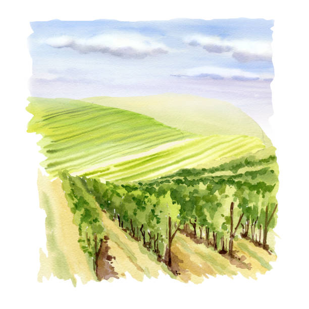 istock Italian rural landscape with vineyard in the foreground, fields and hills, blue sky with clouds, watercolor illustration of agricultural. Mediterranean Europe horizontal scenery for travel design 2167397848