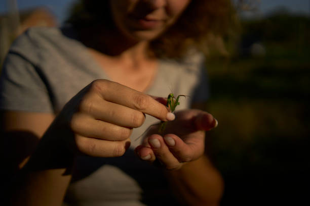 istock a woman holds a large grasshopper on her hand 2167401633