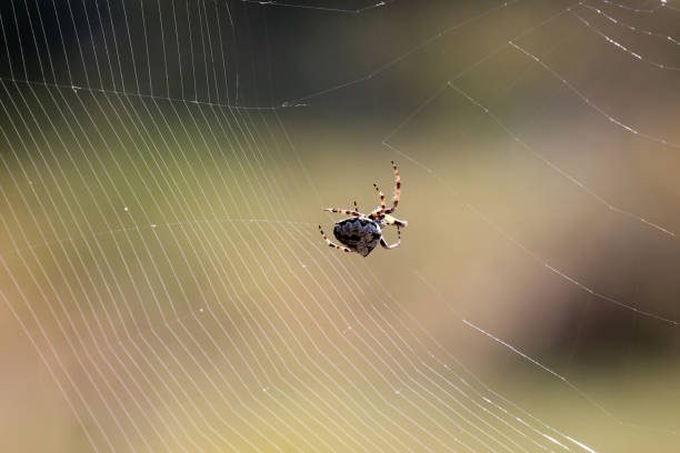 istock Spider weaves a web in the forest 2167401775