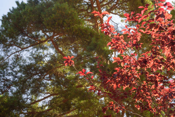 Red leaves plant and tree background