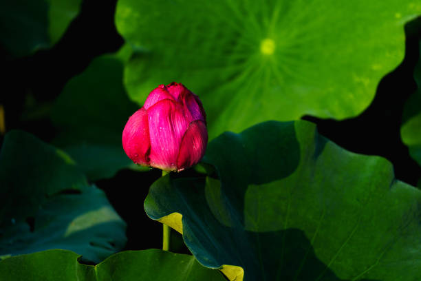 Being marked by its delicate, symmetrical form and charming colors, the lotus flower is also remembered by its meanings and symbolism in many cultures. Its elegant form and symbolic richness have inspired countless artists, poets, and calligraphers for centuries, which is definitely the representative of Chinese beauty.