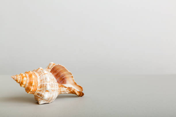istock Summer time concept with sea shells or starfish on a table background with copy space for text 2167403888