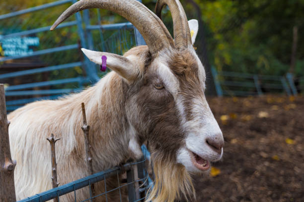 istock Long Beard Billy Goat yelling like a human for food. 2167403999