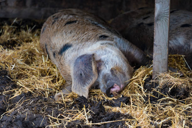 istock A happy dreaming pig in a petting zoo. 2167404265
