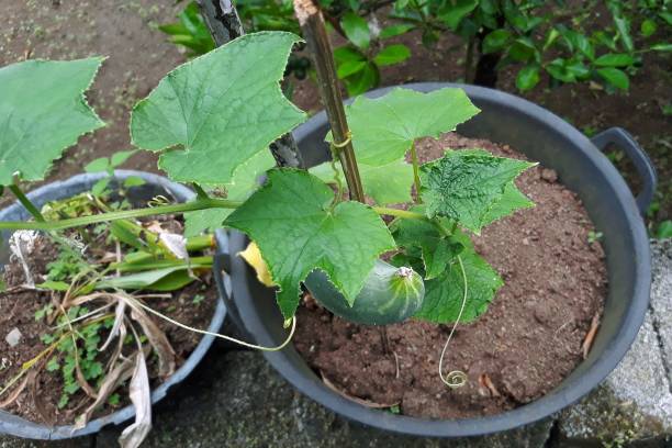 istock Plantation cucumber on pot 2167406150