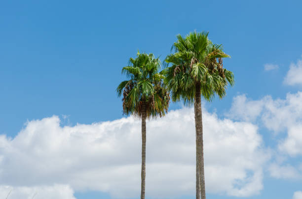 A serene and tropical scene featuring two tall palm trees standing side by side against a clear blue sky with soft, white clouds. The bright green fronds of the palm trees contrast beautifully with the sky, evoking a sense of calm and relaxation, perfect for summer or vacation-themed imagery.