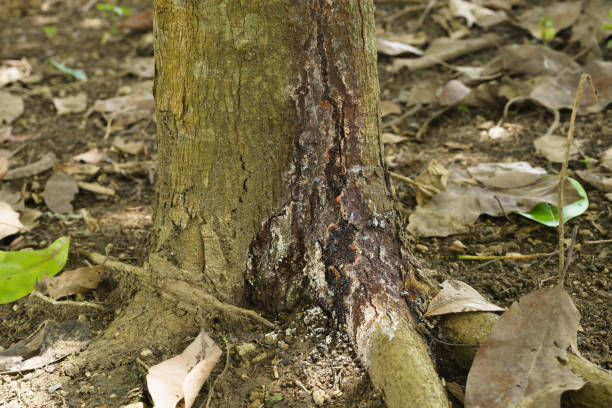 istock Phytophthora CankerPhytophthora canker is another serious disease that affects avocado trees. 2167408958