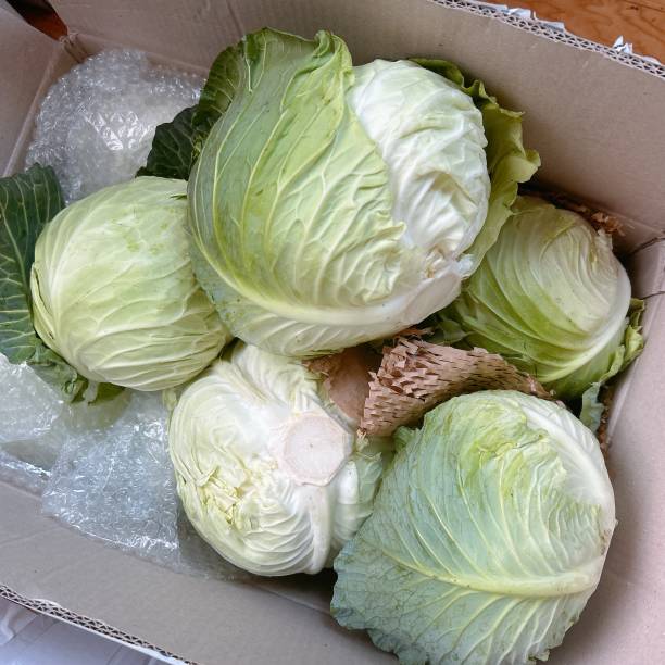 istock White and light green cabbages are in box. 2167411394