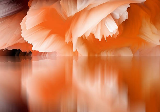 pink and white rose petals background