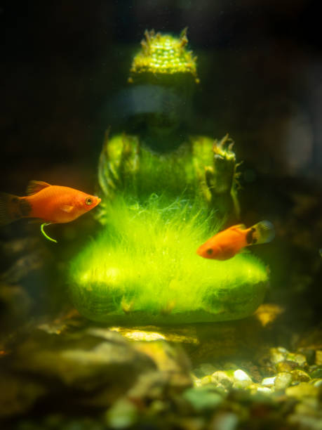 istock Buddha statue underwater in a fish tank. 2167414586