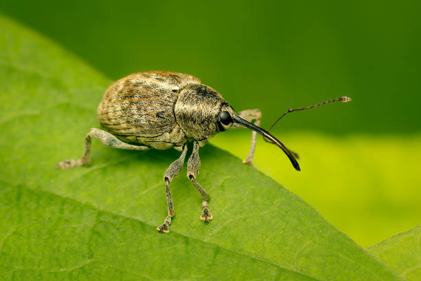 istock Small Weevil walking on a green leaf with blurred background and copy space 2167414920