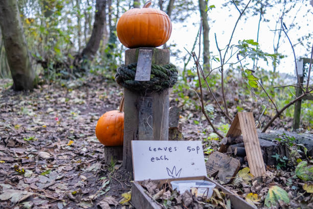 Orange Halloween pumpkins in forest setting with sign that says 'leaves 50p each'.
