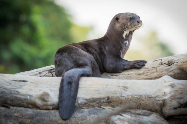 istock Lobito Gargantilla (Pteronura brasiliensis) Giant Otter. 2167421881