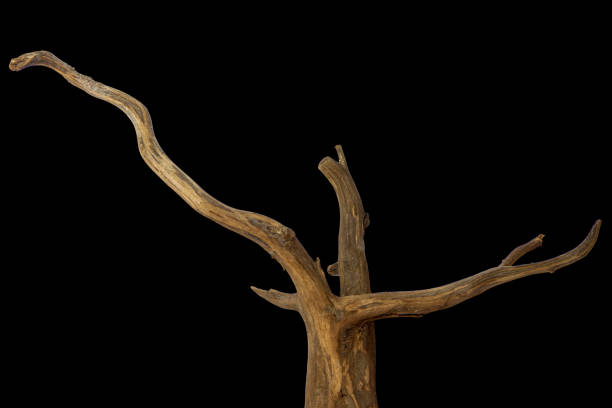 istock Aged driftwood branches isolated on a black background, clipping path included 2167422289