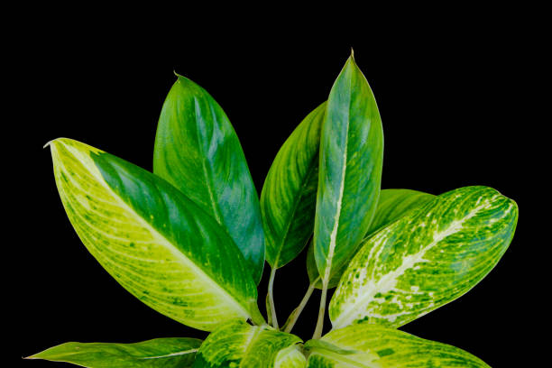 istock Awesome Aglaonema leaf motif isolated on black background, clipping path included 2167422304