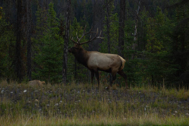 istock Deer grazing in the Jasper National Park 2167422794