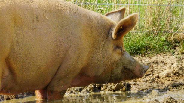 istock Large Tamworth Pig in mud 2167423948