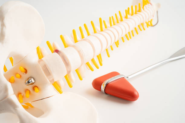 istock Human spinal nerve and bone with percussion reflex hammer, model for treatment medical in the orthopedic department. 2167424070