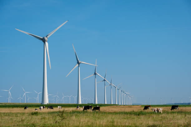 istock Serene Windmill Park With Grazing Cows Under Clear Blue Skies in the Netherlands 2167424207