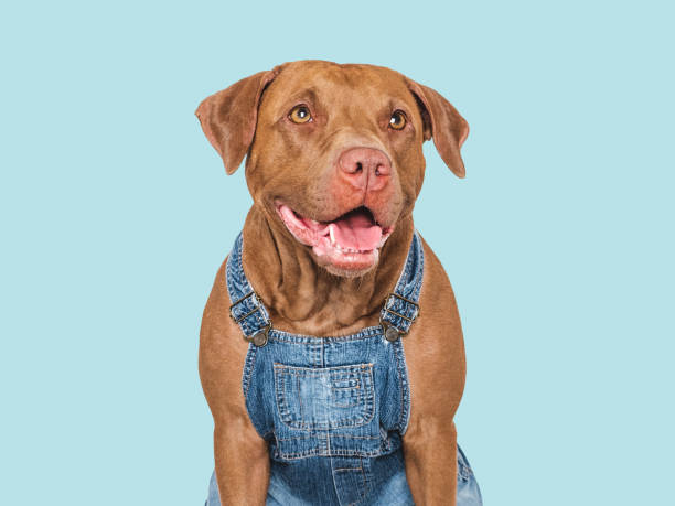 istock Charming dog and denim overalls. Studio shot 2167430903