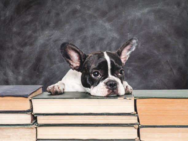 istock Cute puppy and old books on a blackboard background 2167431085