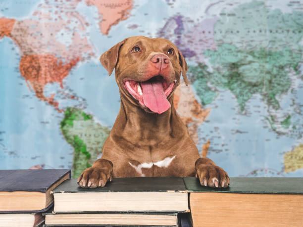 istock Cute puppy and old books. Studio shot 2167431114