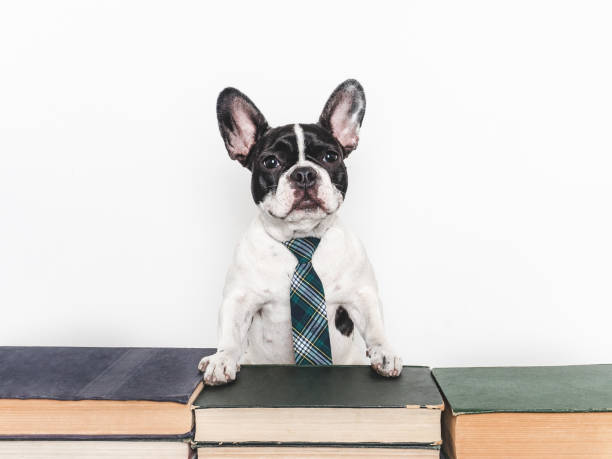 istock Cute puppy and old books. Studio shot 2167431128