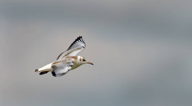 istock juvenile black-headed gull, Chroicocephalus ridibundus 2167433692