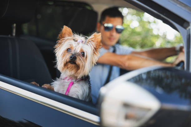 istock York Shire Terrier looking out car window with a driver in background. 2167433887