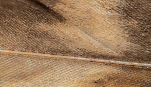 istock Tawny owl feather 2167435188
