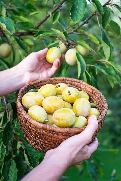 Plum harvesting from home garden tree