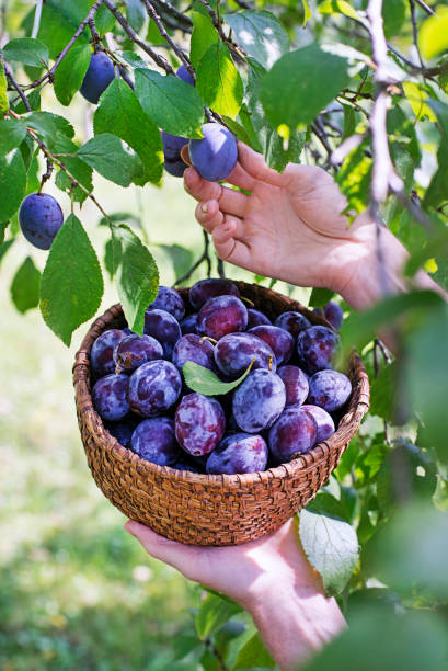 10,900+ Basket Of Plums Stock Photos and Royalty-Free Pictures