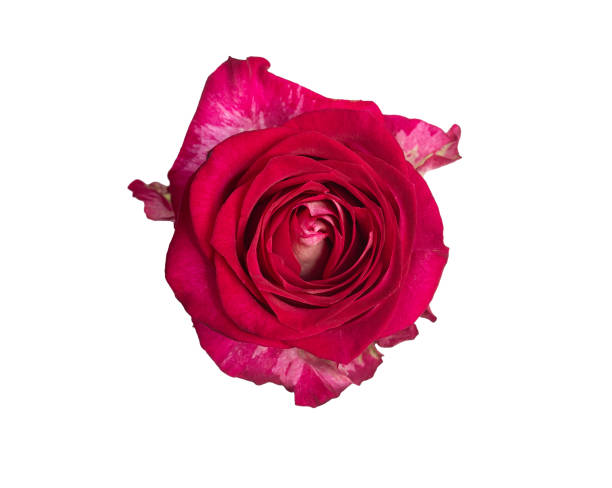 istock Pink rose top view single light flower isolated on white background. Natural object for design to Valentines Day, mother Day, anniversary, wedding 2167436493