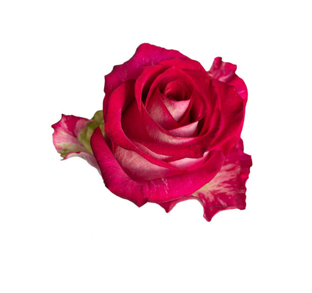 istock Pink rose top view. Beautiful single light flower isolated on white background. Natural object for design to Valentines Day, mother Day, anniversary, wedding 2167436504