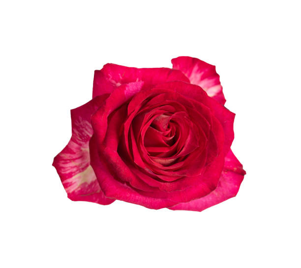 Red rose top view. Beautiful single light flower isolated on white background. Natural object for design to Valentines Day, mother Day, anniversary, wedding.