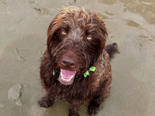 istock Happy dog ​​on the beach 2167437182