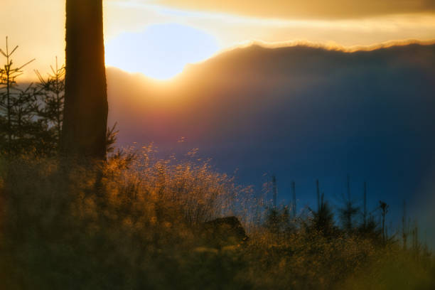 Sunset on the Rennsteig in the Thuringian Forest