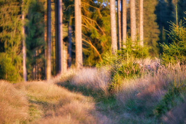 Peaceful forest scene with dense greenery, a winding pathway, and vibrant vegetation, evoking tranquility and connection to nature.