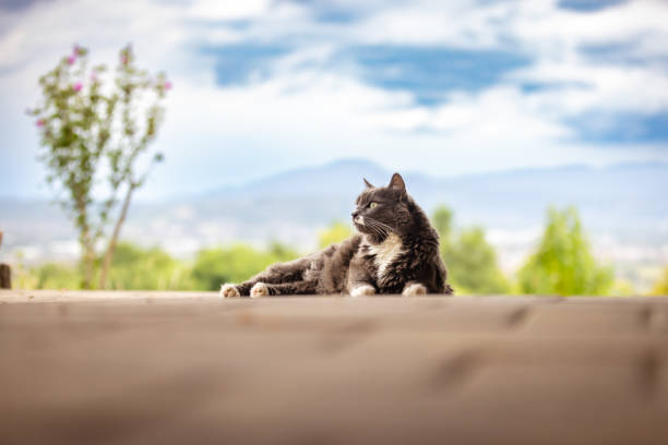 Cat is lying on the outside at home.