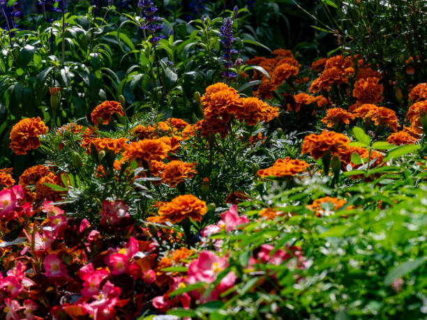 istock Beautiful flowers in summer 2167438361