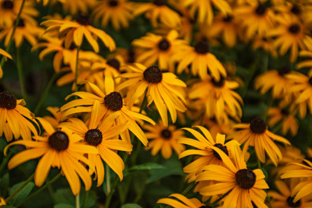 istock Flower Landscape - Rudbeckia fulgida 2167438659