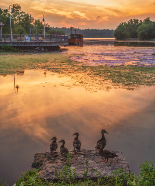 Hamilton, Ontario - Bayfront - Baby Geese at Sunset