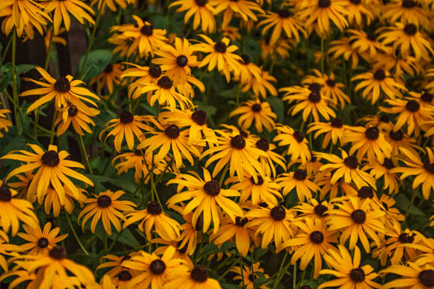 istock Flower Landscape - Rudbeckia fulgida 2167439608