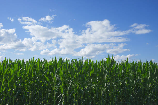 A field of grass and trees. Sky. Outdoor. Grass. Field. Clouds