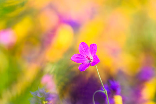 Summer background with blooming Marsh cranesbill flower