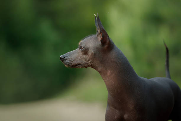 A hairless dog stands alert in a lush forest setting, its ears perked in the soft forest light.