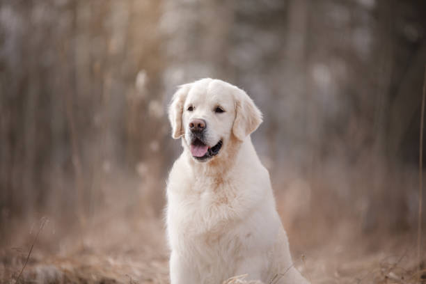 istock Golden Retriever sitting in a field with a happy expression 2167440581