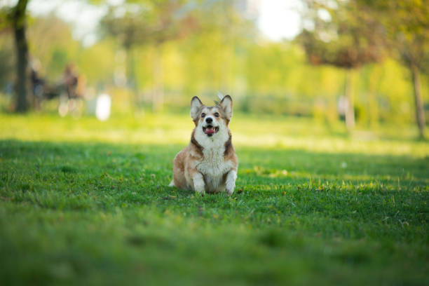 A Corgi sits contentedly in a grassy park, surrounded by trees. The dog calm demeanor blends with the peaceful outdoor setting.