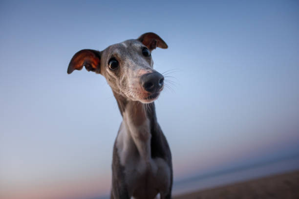 A Greyhound stands on a quiet beach at dusk, with soft light in the background. The scene reflects the dog calm and introspective nature.