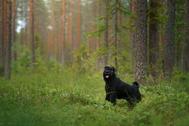 A Schnauzer sits in a sunlit forest clearing, looking towards the camera. The dog calm expression blends with the serene woodland environment.